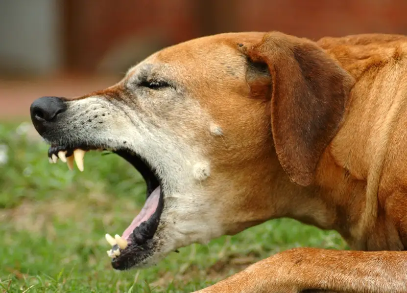 狗咳嗽治療 狗咳嗽治療