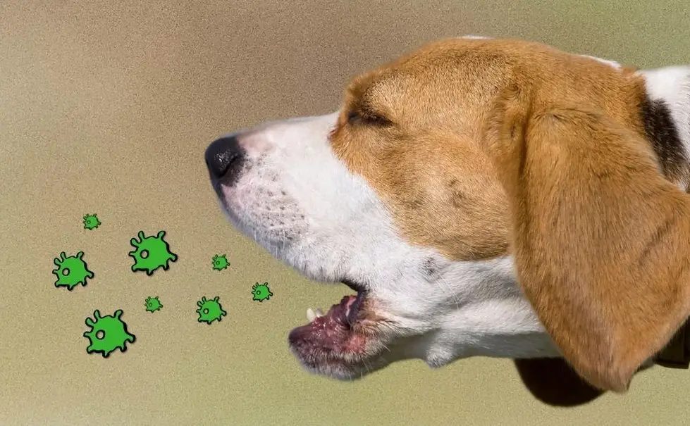 狗咳嗽原因 狗咳嗽原因