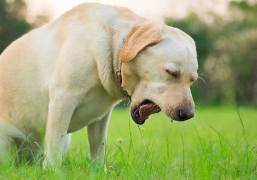 狗會咳嗽嗎？獸醫解析常見原因與應對