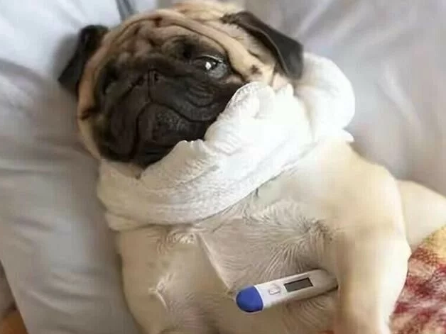 狗狗感冒照顧