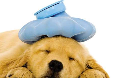 狗狗感冒看醫生