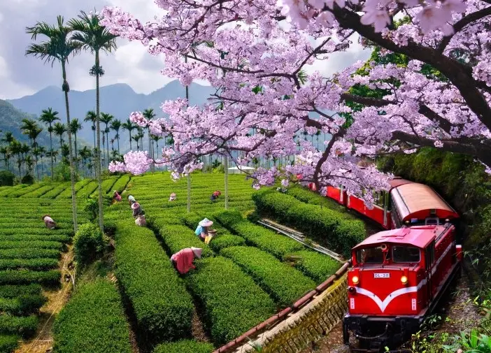 阿里山行程規劃