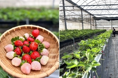 桃園草莓季