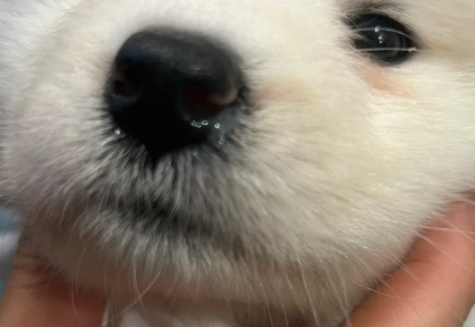 狗狗感冒看醫生