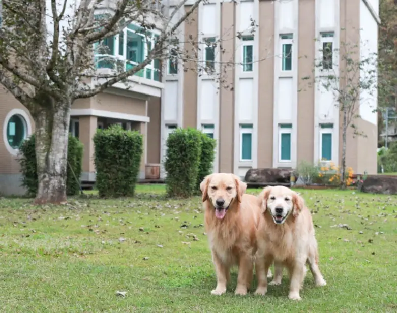 南投帶狗住宿