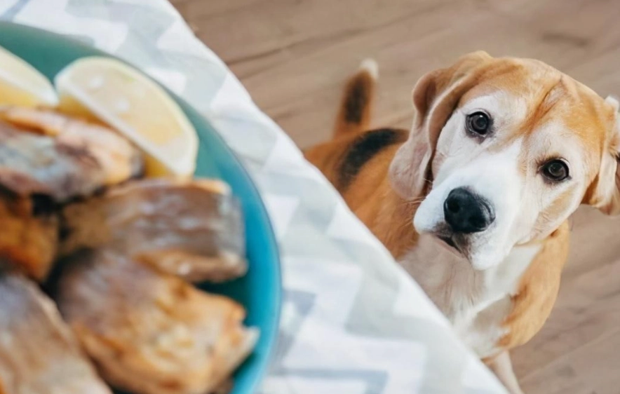 毛孩 蔬菜 安全