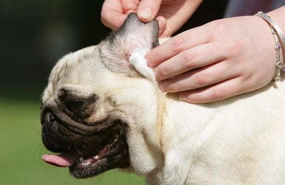 狗狗甩身體原因