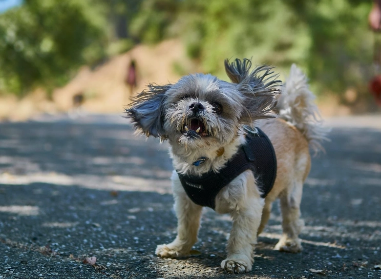 狗狗甩身體護理
