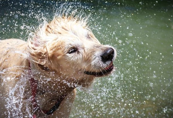 狗狗甩身體原因