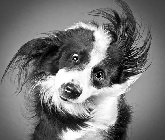 狗狗甩身體健康