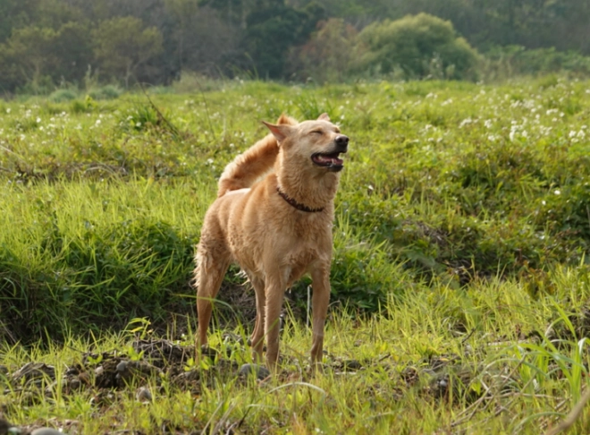 狗狗甩身體護理