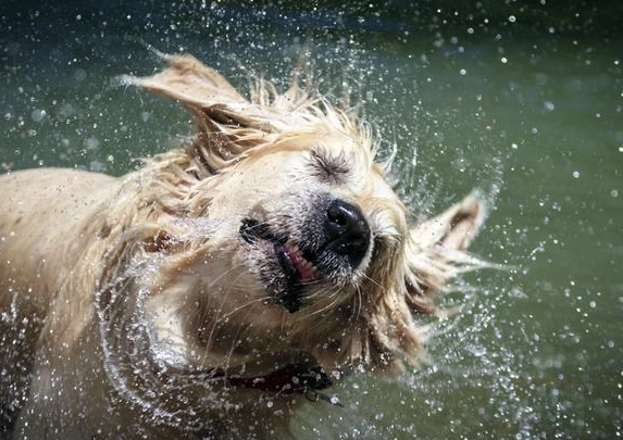 狗狗甩身體健康