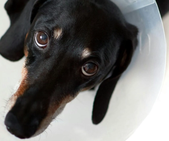 公狗結紮後遺症