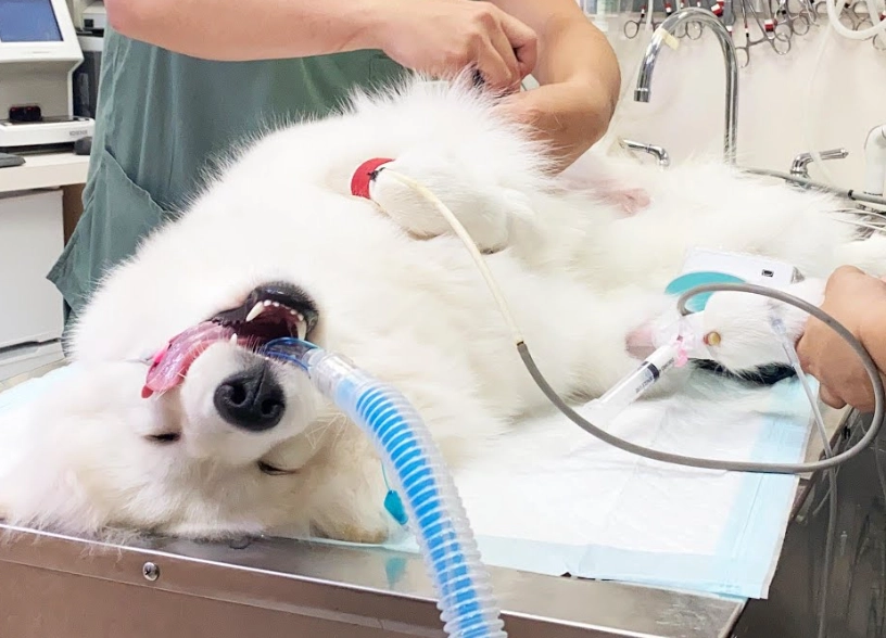 公狗結紮後遺症