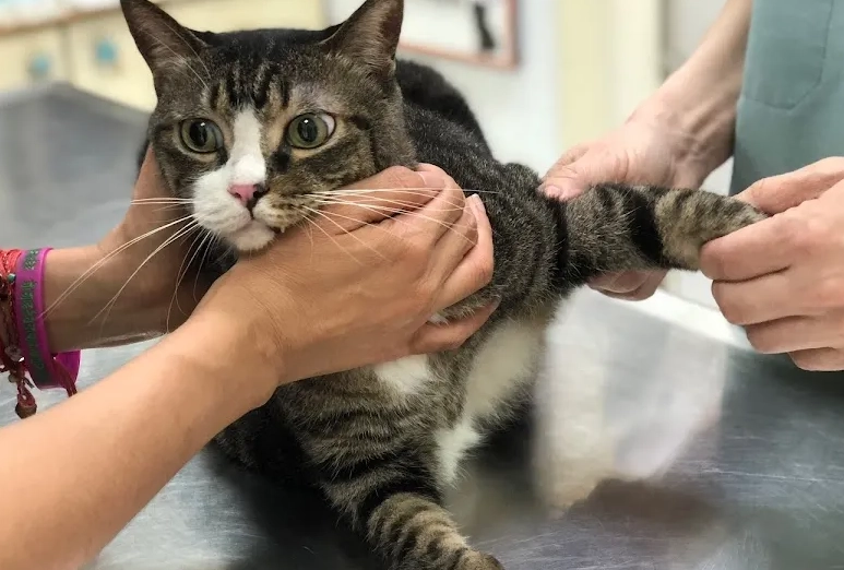 公狗結紮後遺症