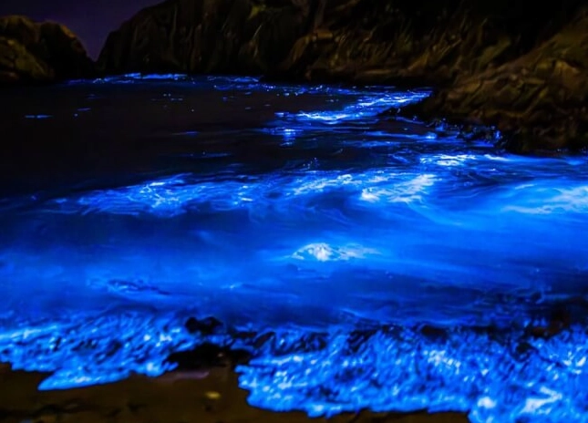 藍眼淚最佳時間：避開人潮與撲空秘訣