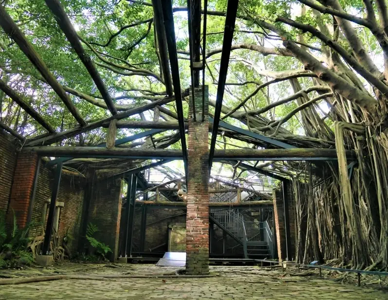 樹屋