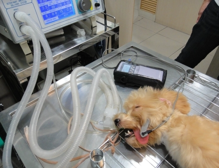 結紮後狗飼料推薦