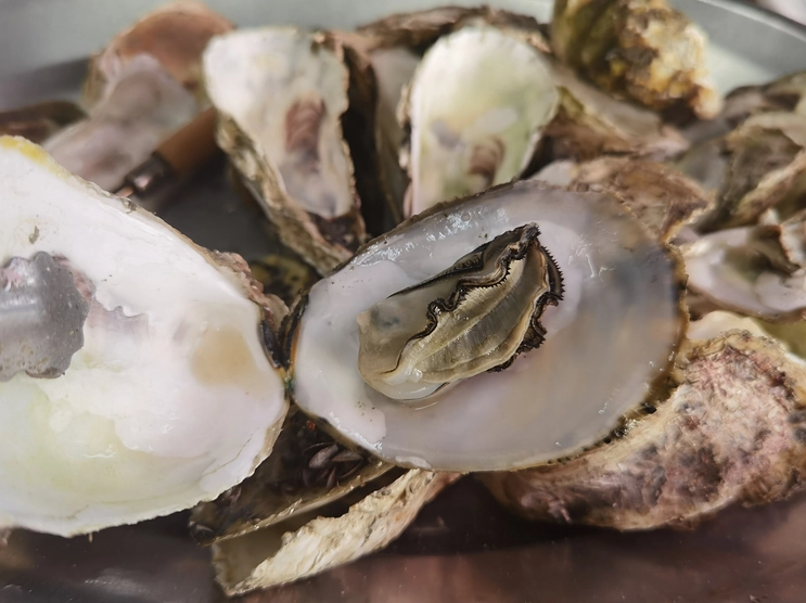 梧棲漁港海鮮推薦