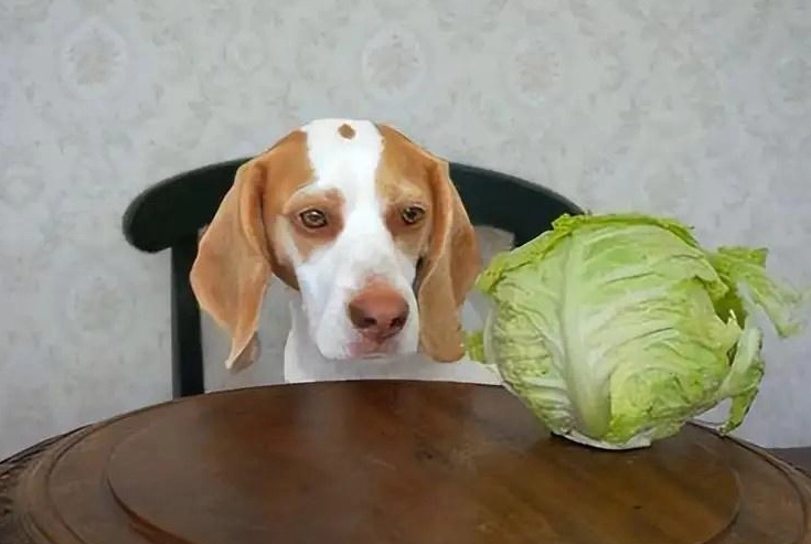 狗狗 吃 蘆筍