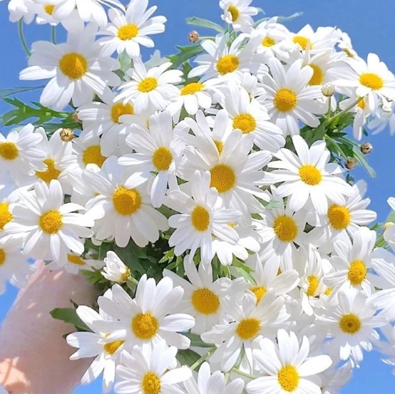 小雛菊 種植