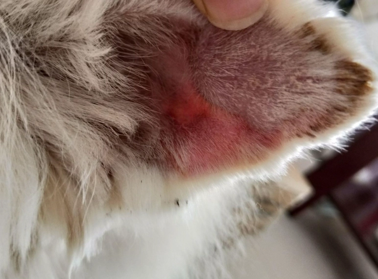 狗狗耳血腫怎麼辦