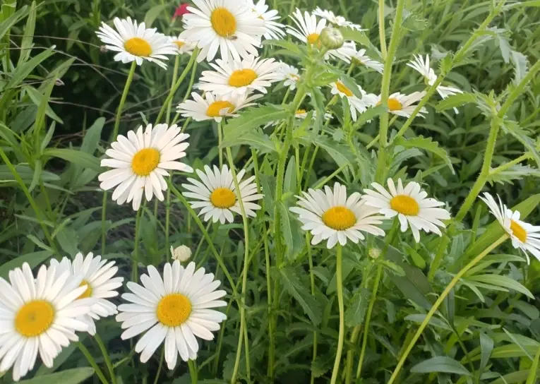 小雛菊花季時間