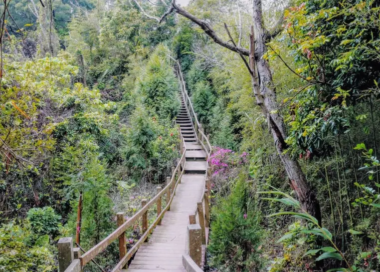 台中狗狗爬山