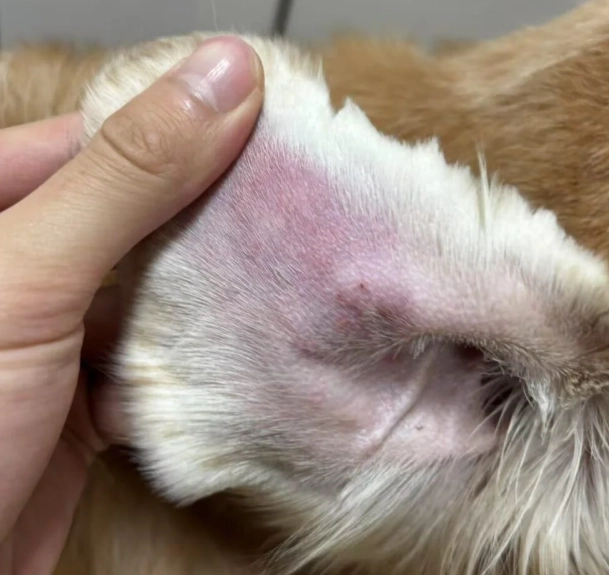 狗狗耳血腫怎麼辦