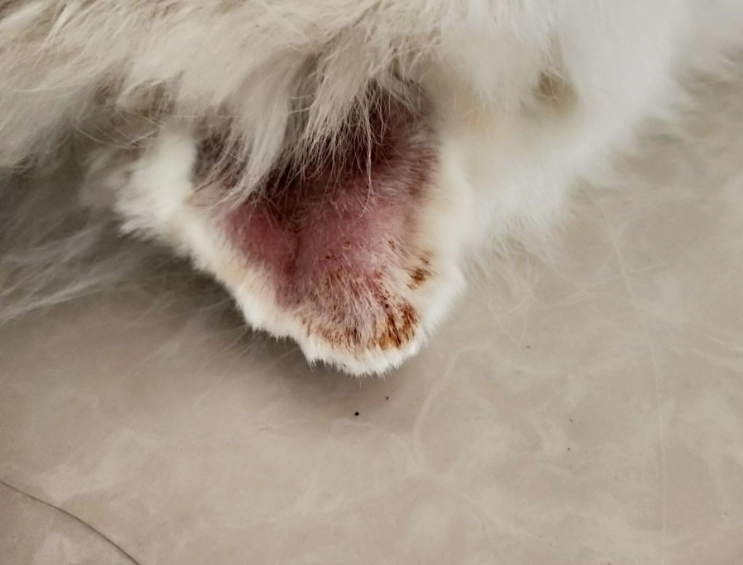 耳血腫手術費用