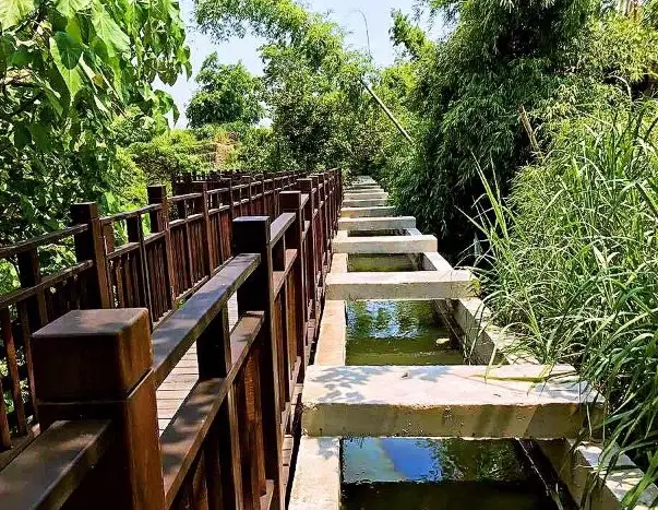 大坑步道 帶狗