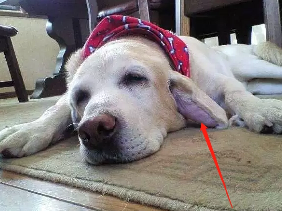 狗狗耳朵腫起來