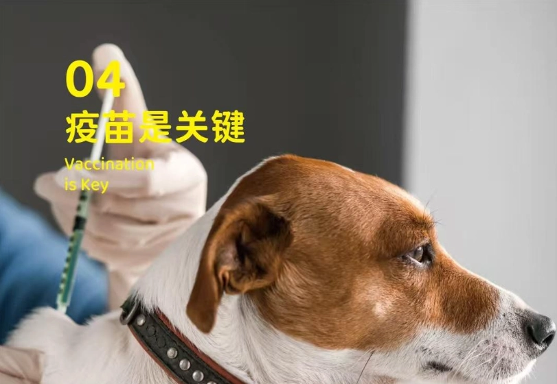 犬窩咳 犬窩咳