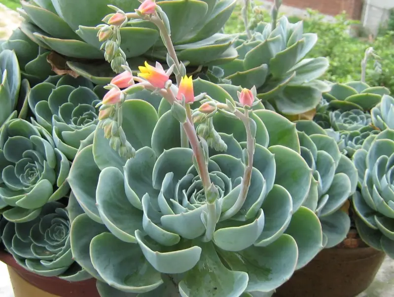 石蓮花食譜 石蓮花食譜