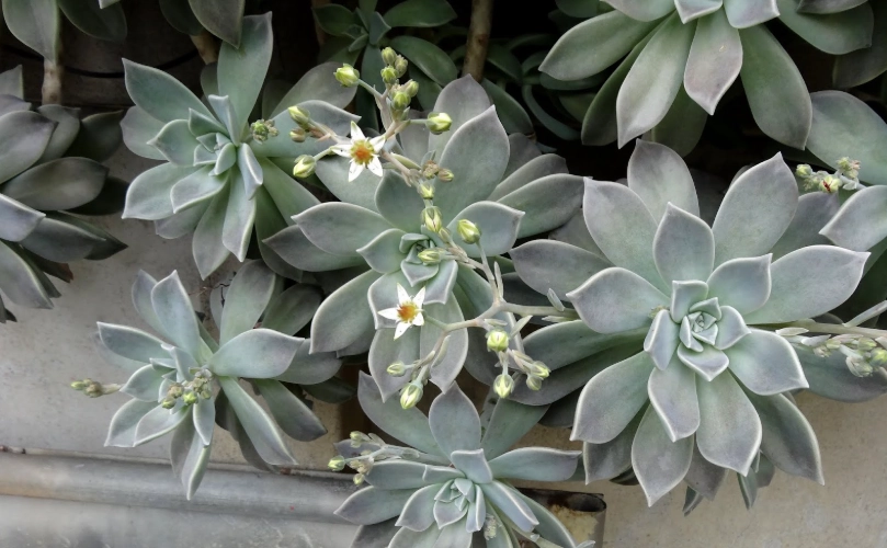 石蓮花功效 石蓮花功效