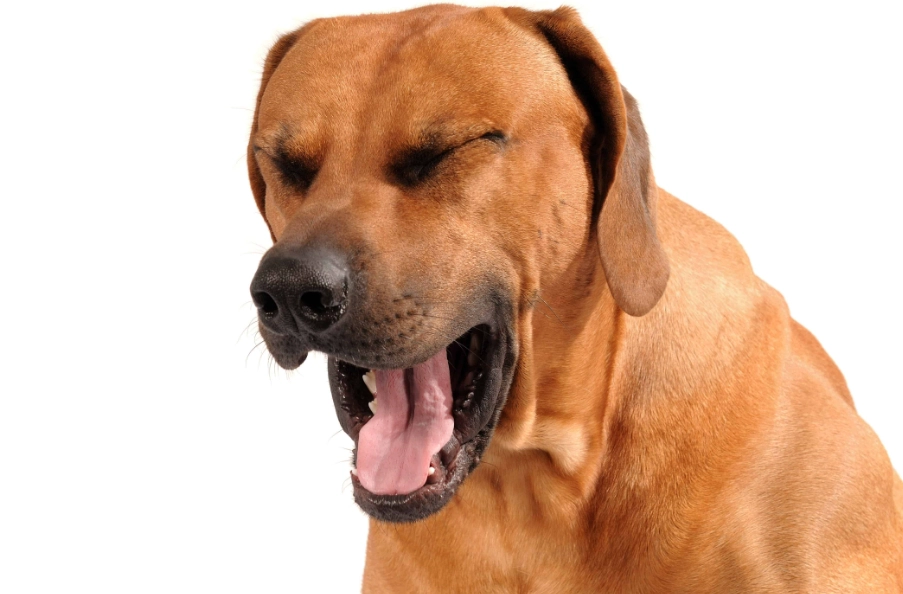 犬窩咳 犬窩咳