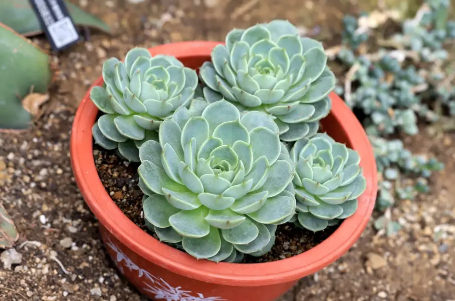 石蓮花功效 石蓮花功效