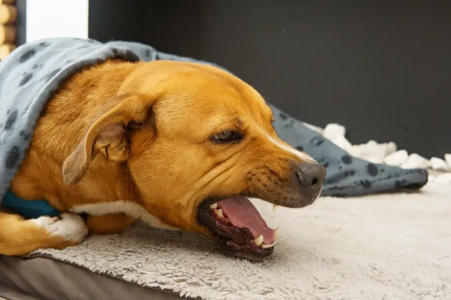 狗狗咳嗽 狗狗咳嗽