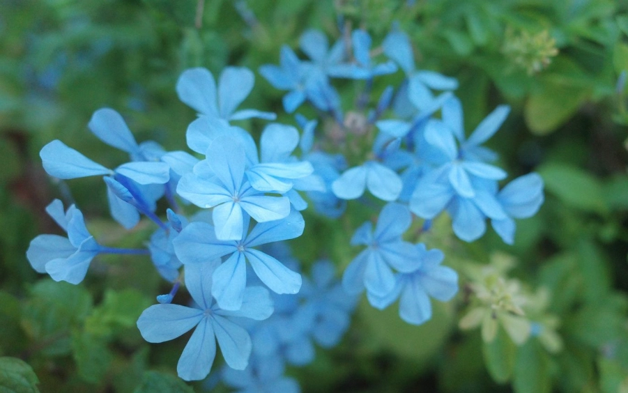 石蓮花功效 石蓮花功效