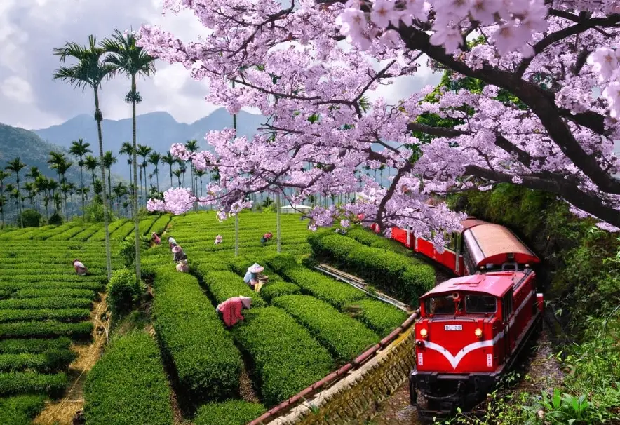 阿里山旅遊