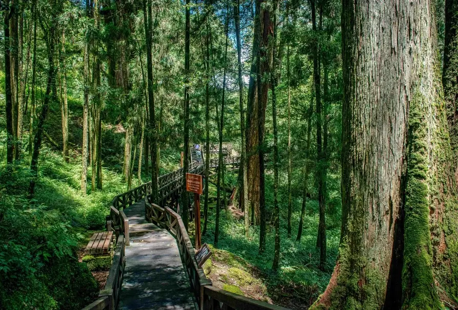 阿里山景點推薦
