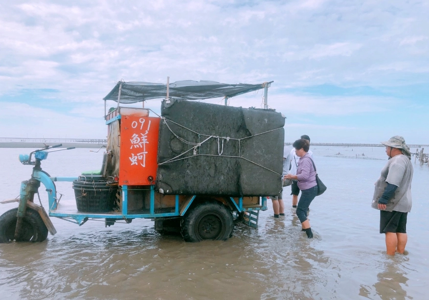 芳苑海牛車