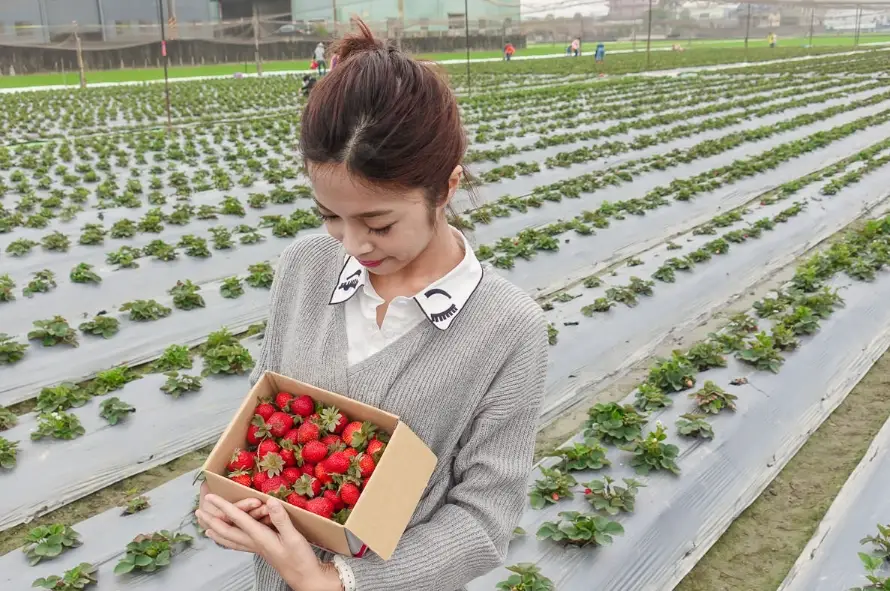 美濃採草莓 美濃採草莓