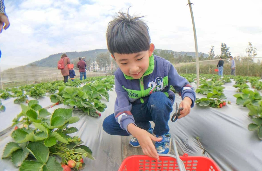 高雄採草莓 高雄採草莓