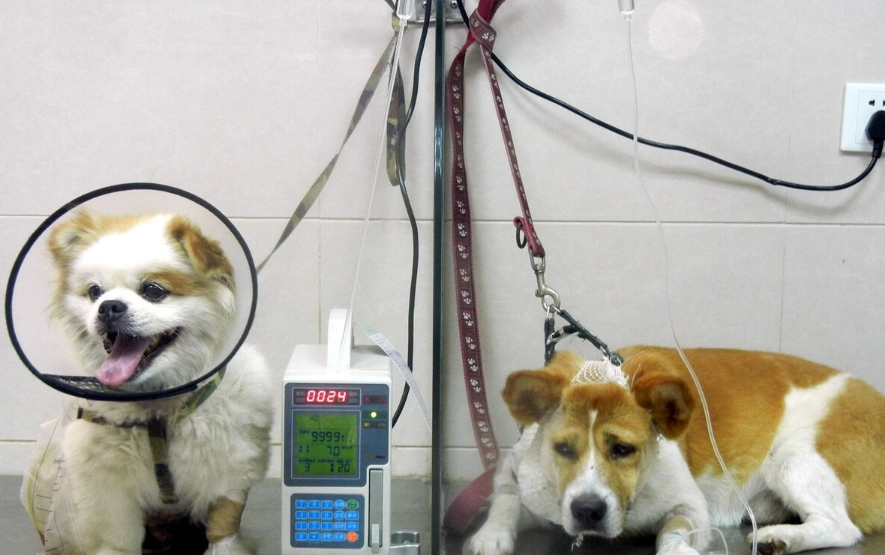 狗狗心臟病分期 狗狗心臟病分期