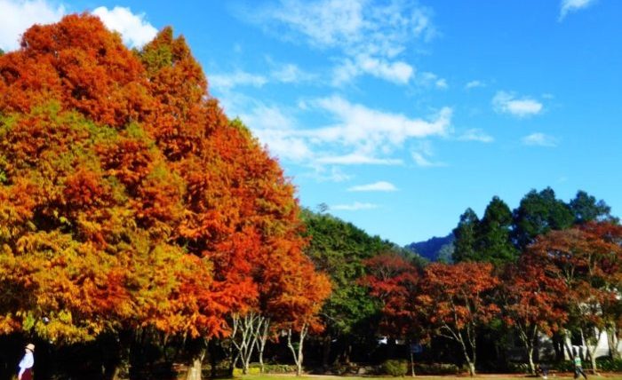 清境農場青青草原