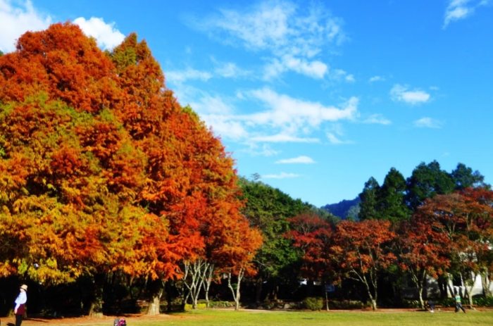 清境農場青青草原：門票攻略、交通方式、必玩景點與周邊住宿美食推薦