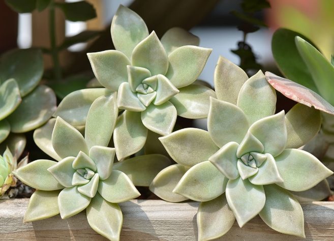 石蓮花功效：抗氧化驚人、美容養顏關鍵、健康基礎、種植安全與常見問題解答