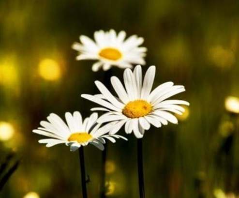 白色雛菊花語意思
