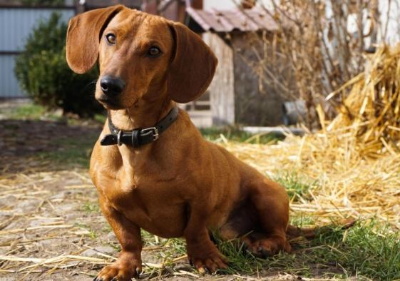 臘腸狗品種特徵 臘腸狗品種特徵